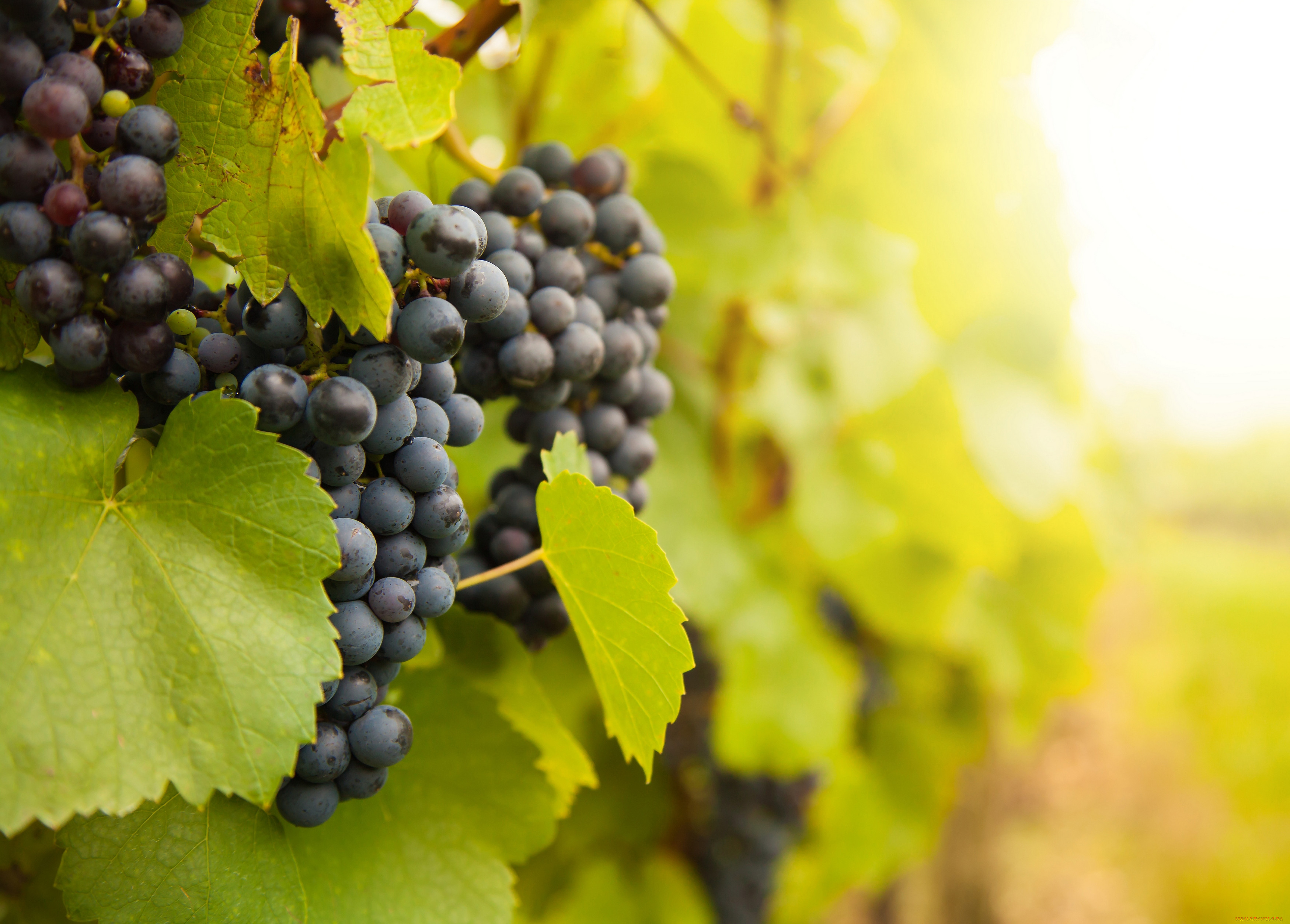 , , grapes, leaves, the, vineyard, , , , 